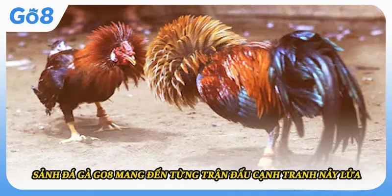 Sảnh đá gà GO8 mang đến từng trận đấu cạnh tranh nảy lửa